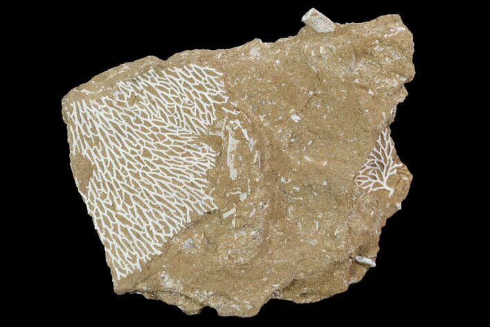 Ordovician Bryozoans (Chasmatopora) Plate - Estonia #98021